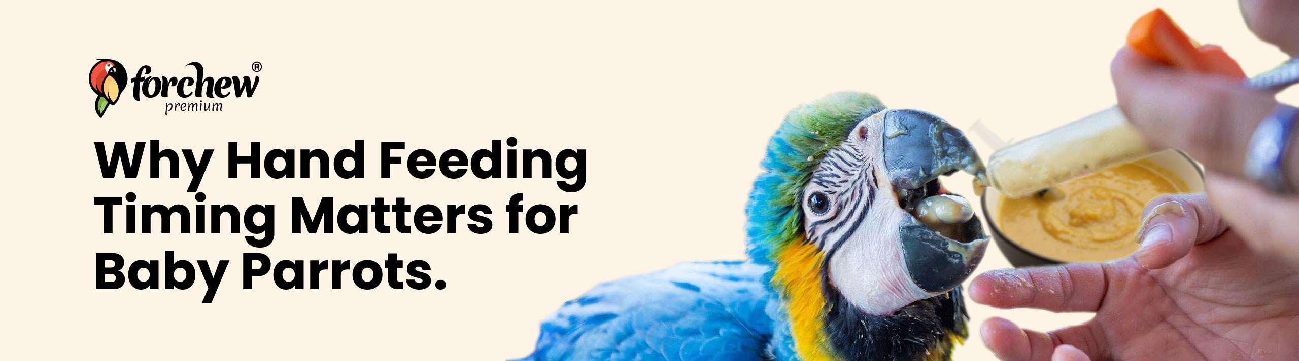 why hand feed timing matter for baby parrot